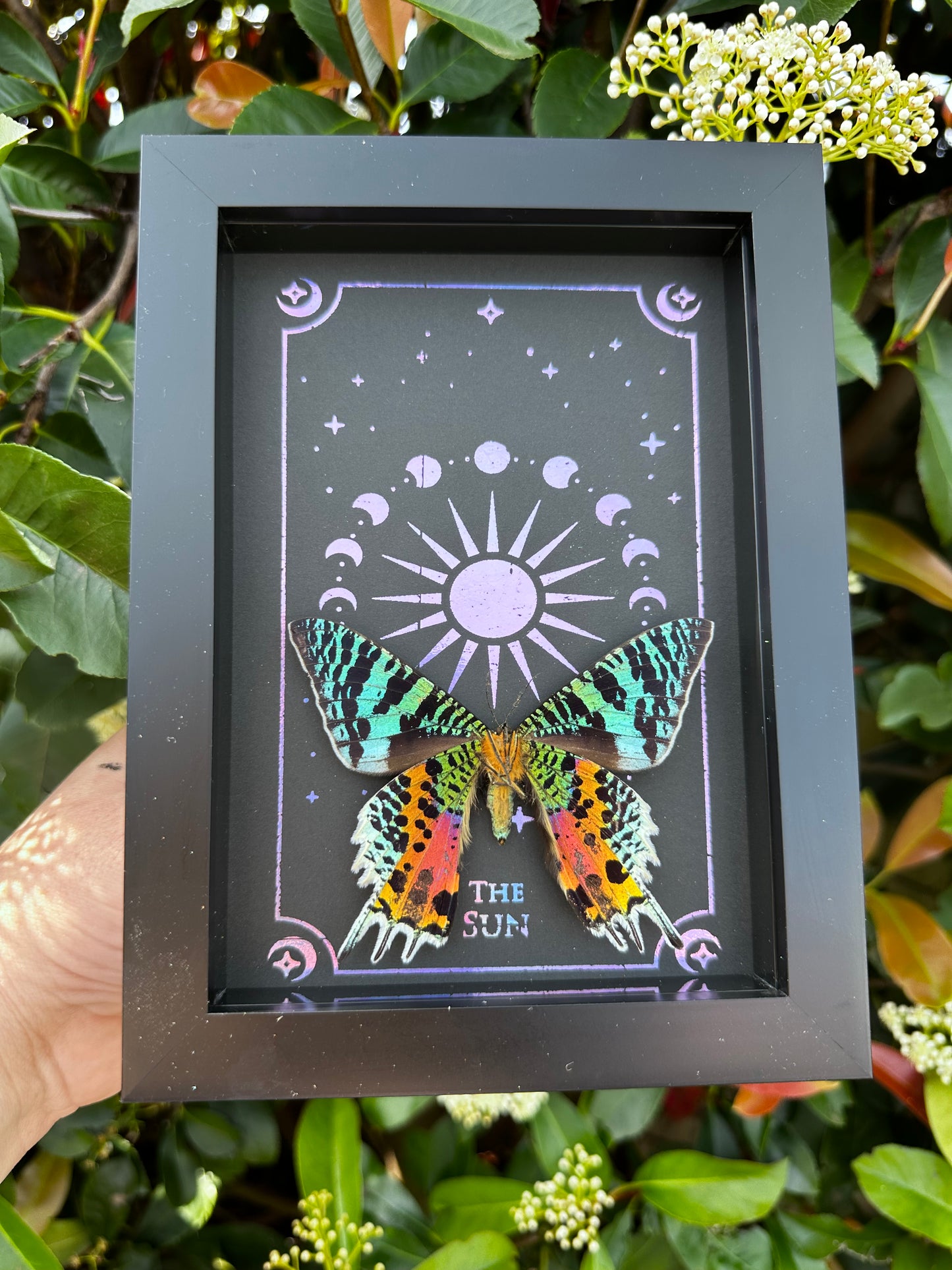 Sunset Moth Taxidermy