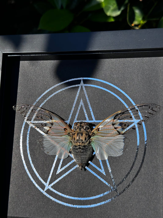 White Ghost Cicada black & white