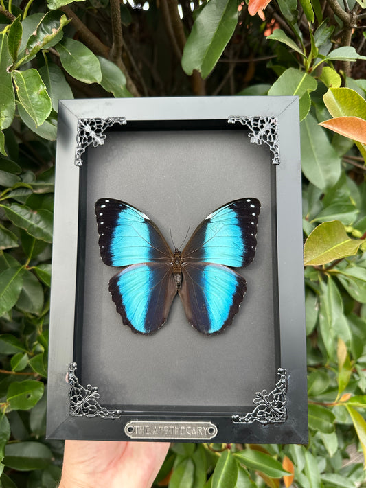 Morpho Achilles