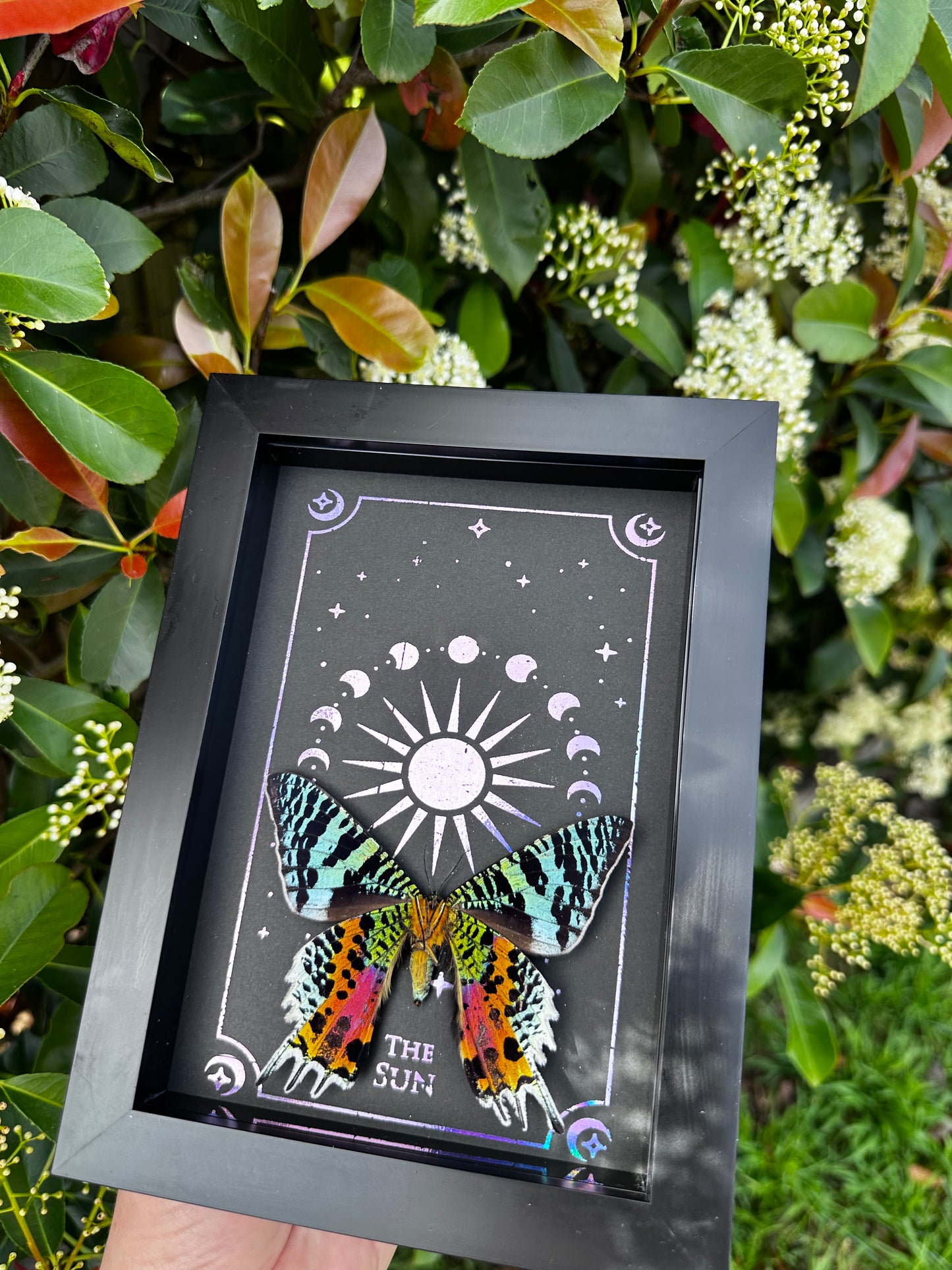 Sunset Moth Taxidermy