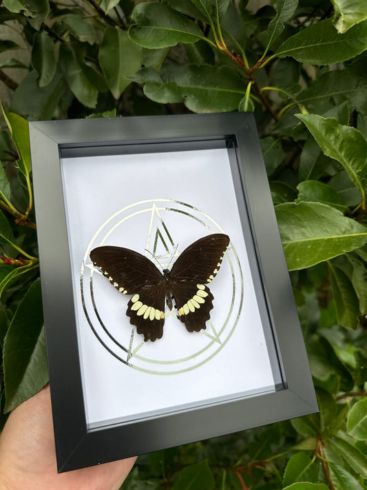 Menelaides polytes ledebouria