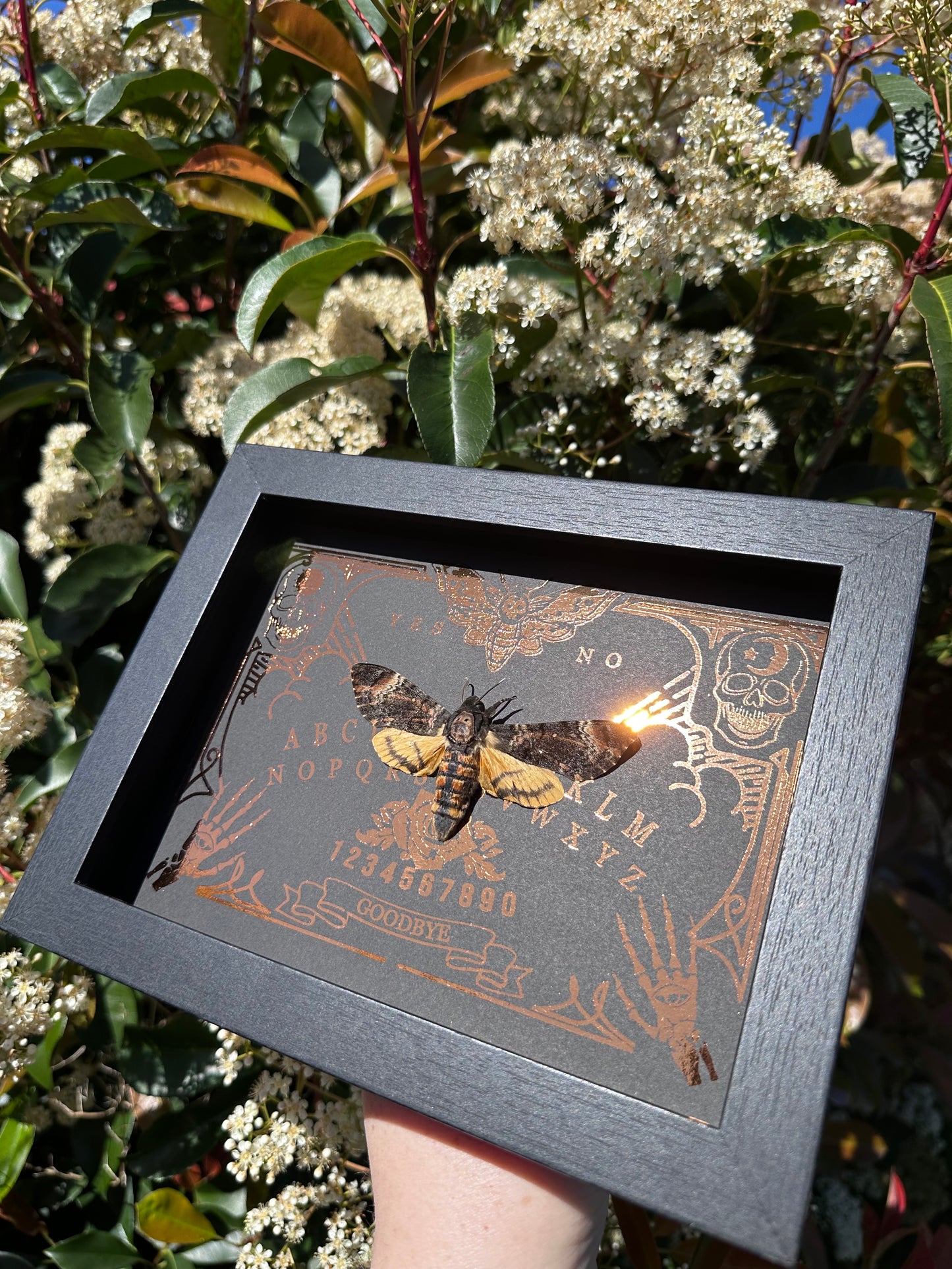 Deaths Head Moth/ Acherontia