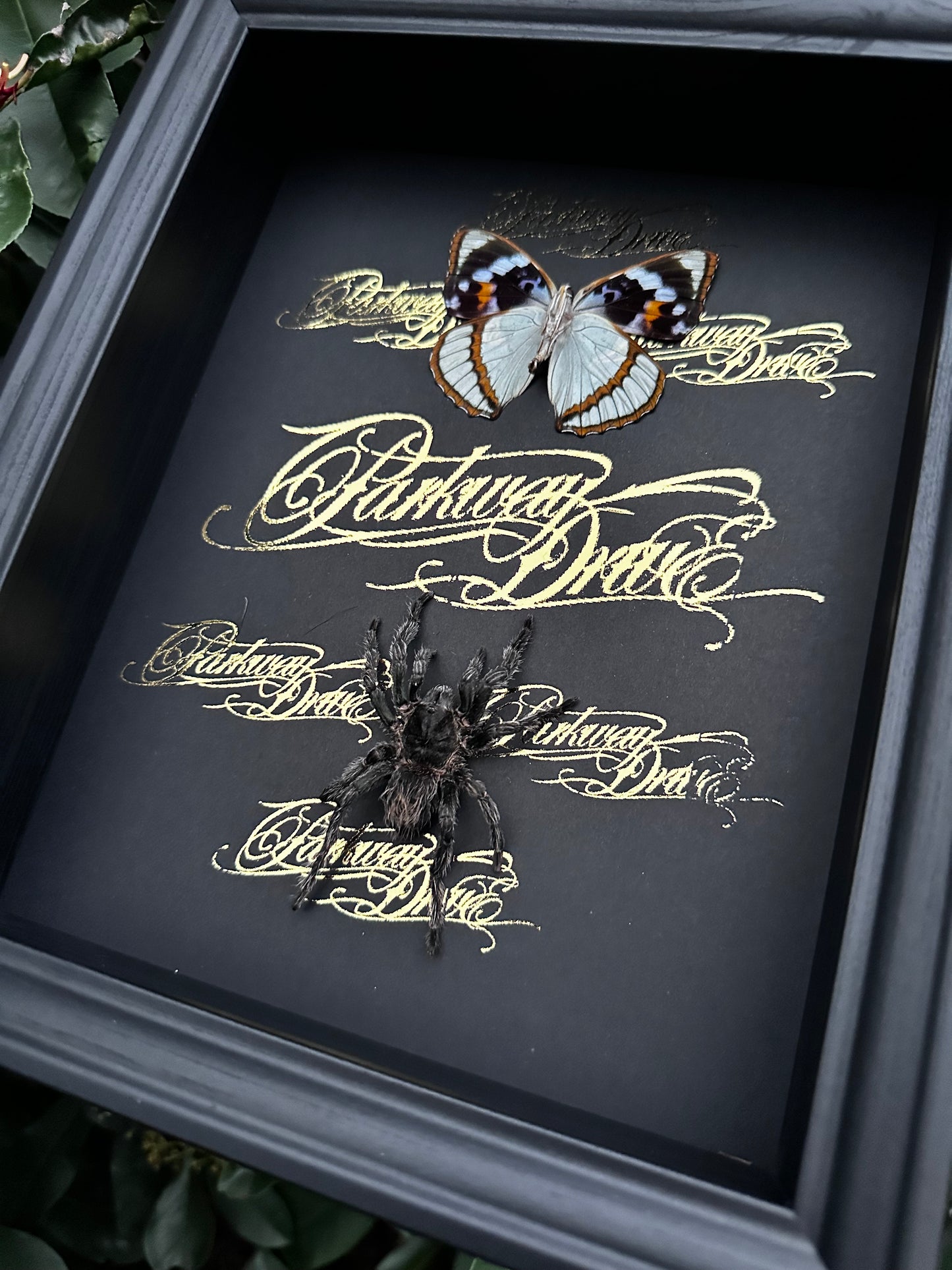 Parkway Drive Frame