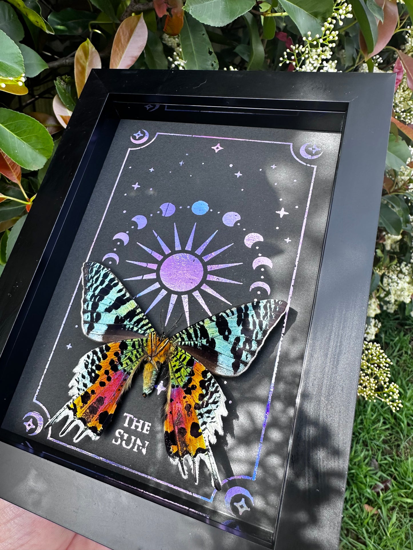 Sunset Moth Taxidermy