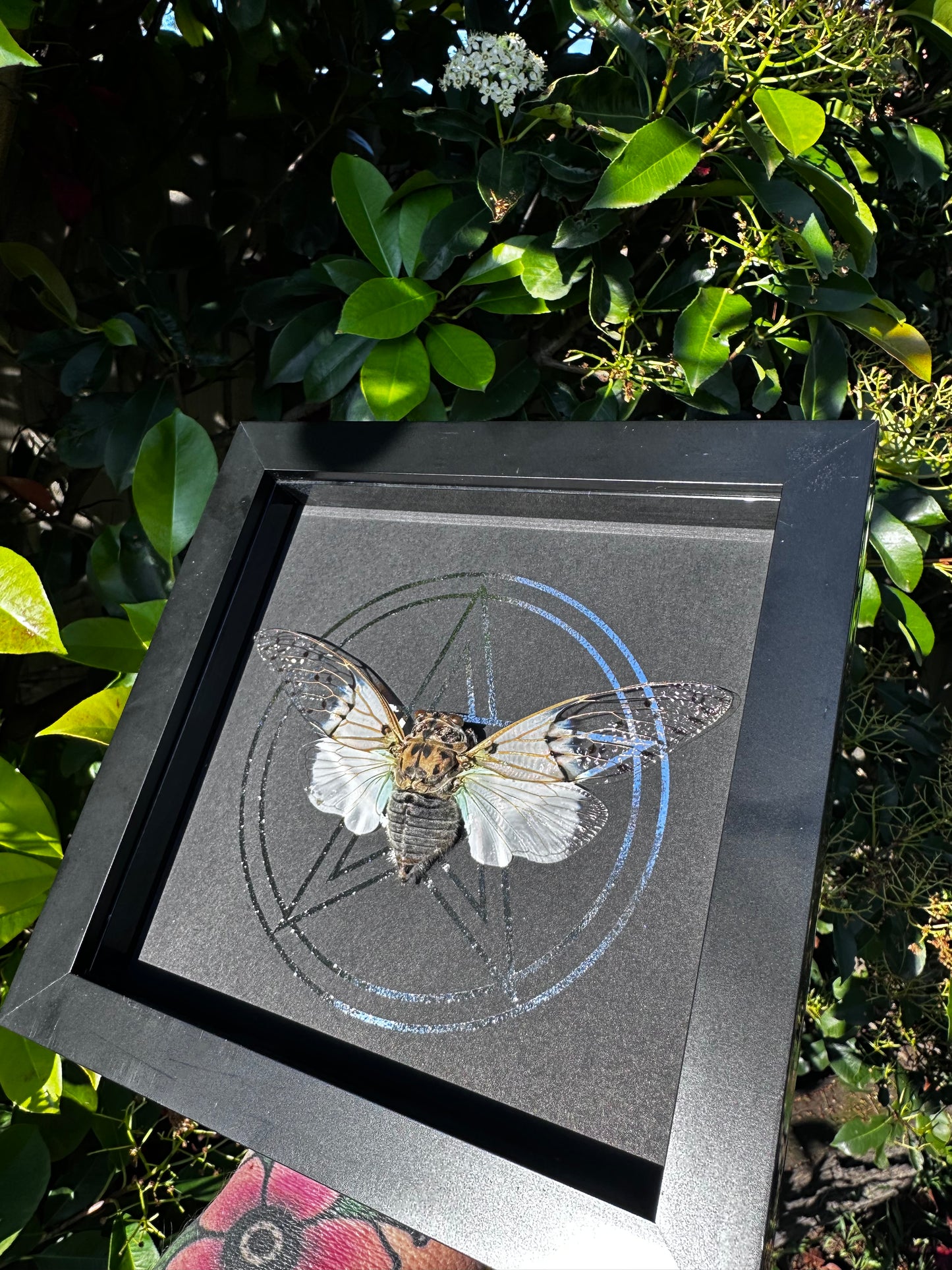 White Ghost Cicada black & white