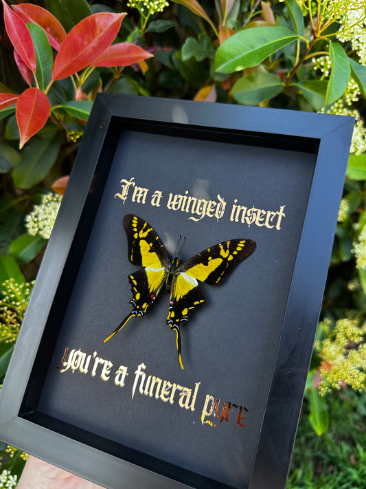 I’m a winged insect #2