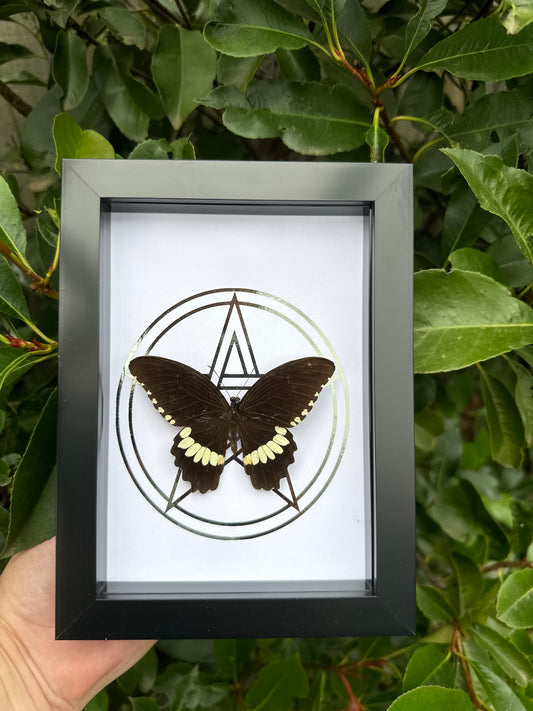 Menelaides polytes ledebouria