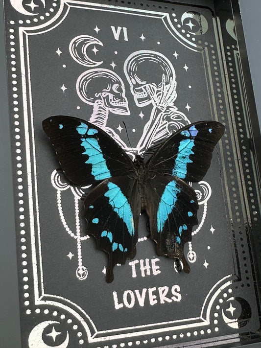 Papilio Oribazus - The Lovers