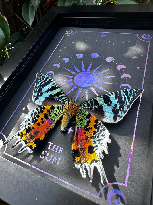 Sunset Moth Taxidermy