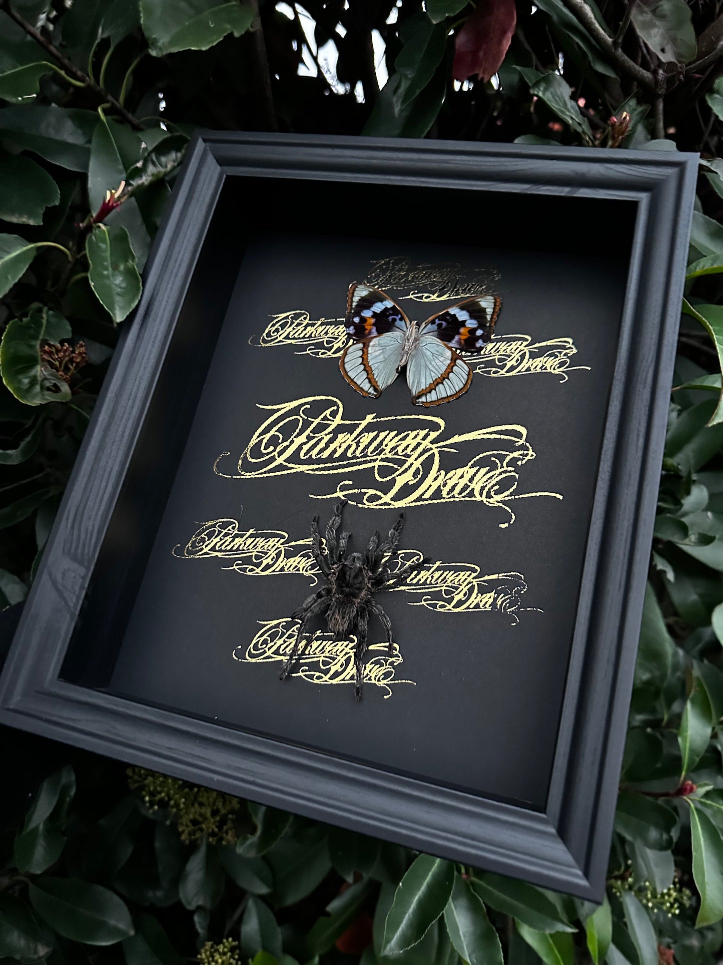 Parkway Drive Frame
