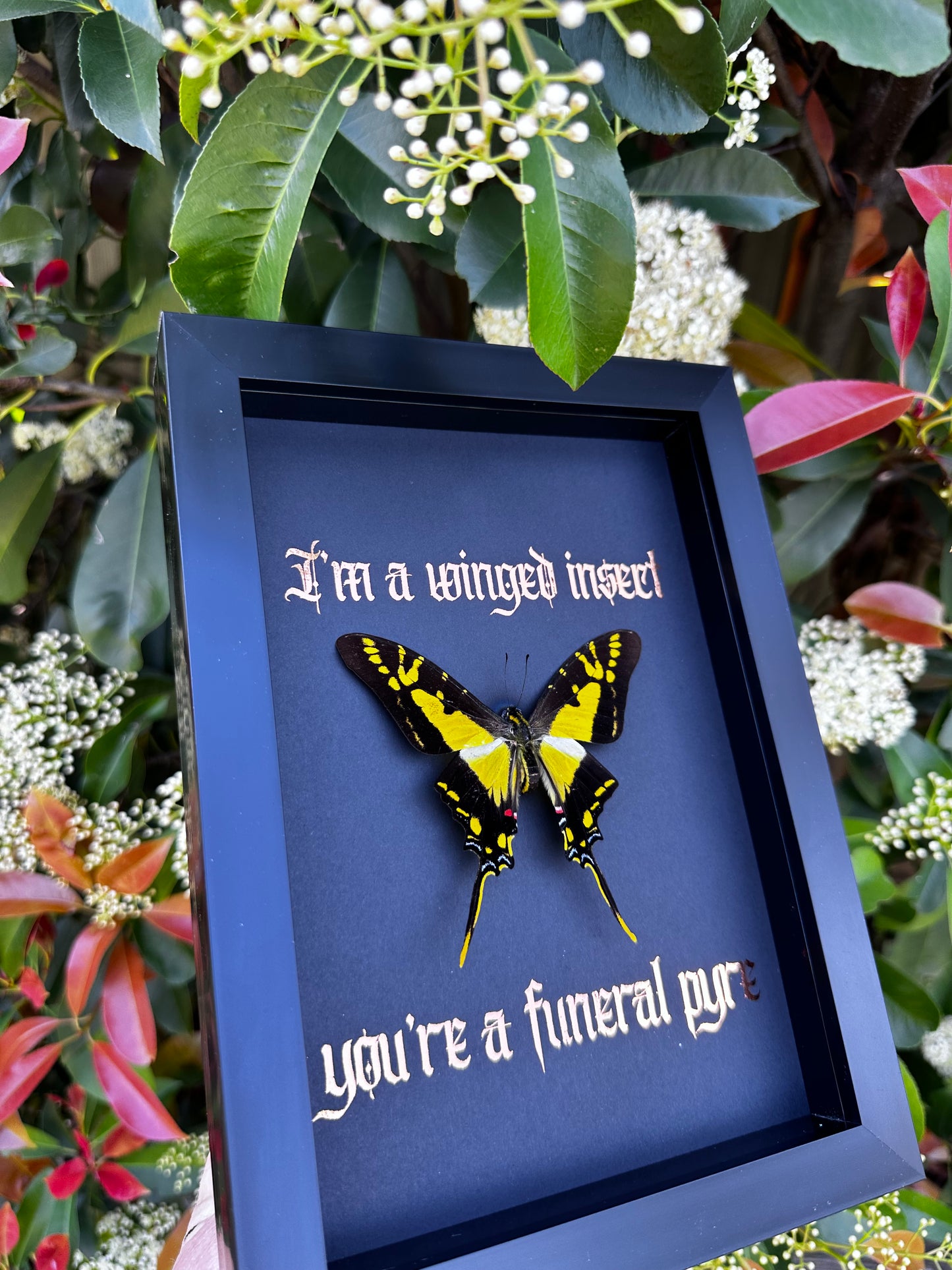 I’m a winged insect #2