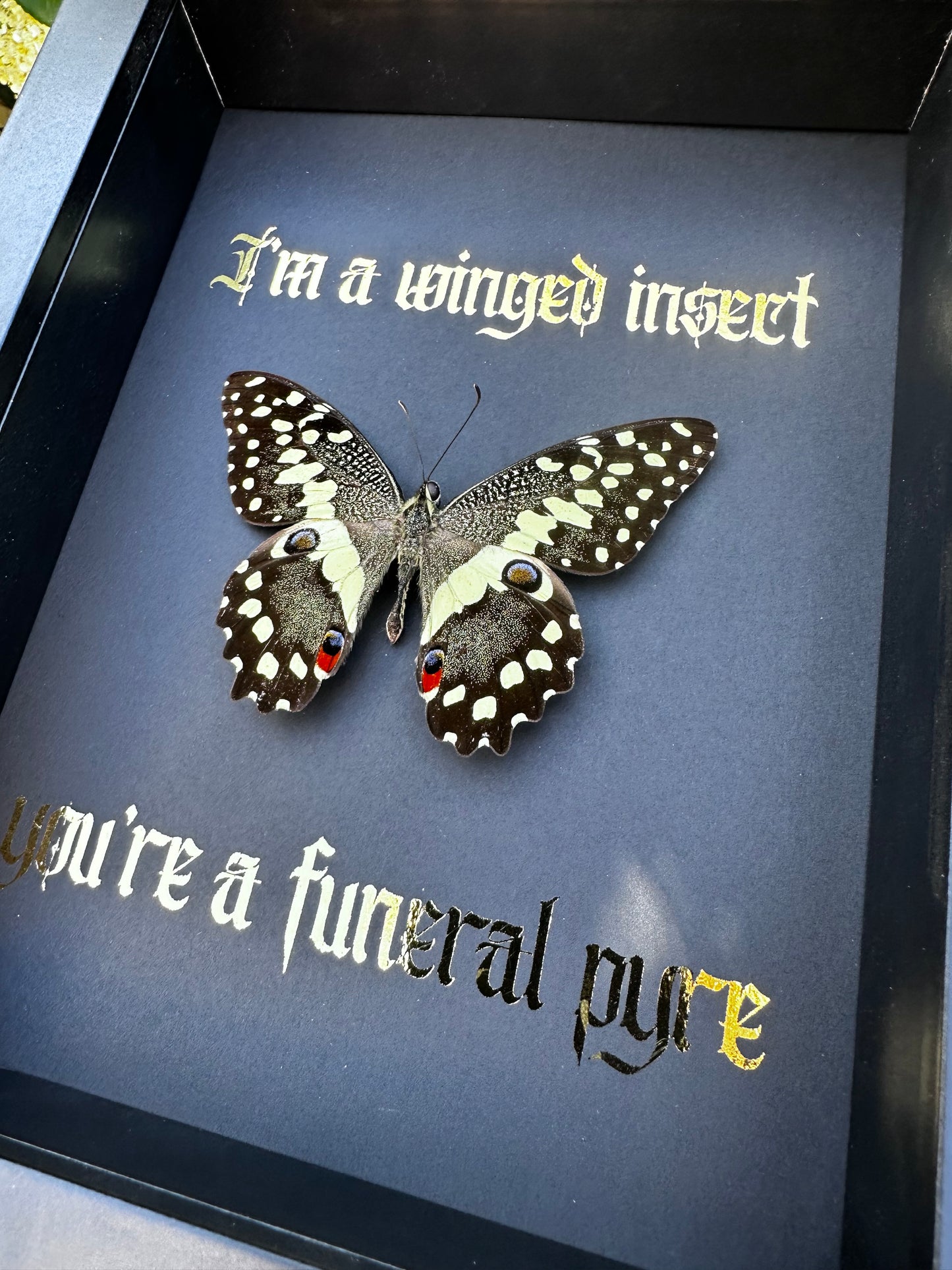 I’m a winged insect #1