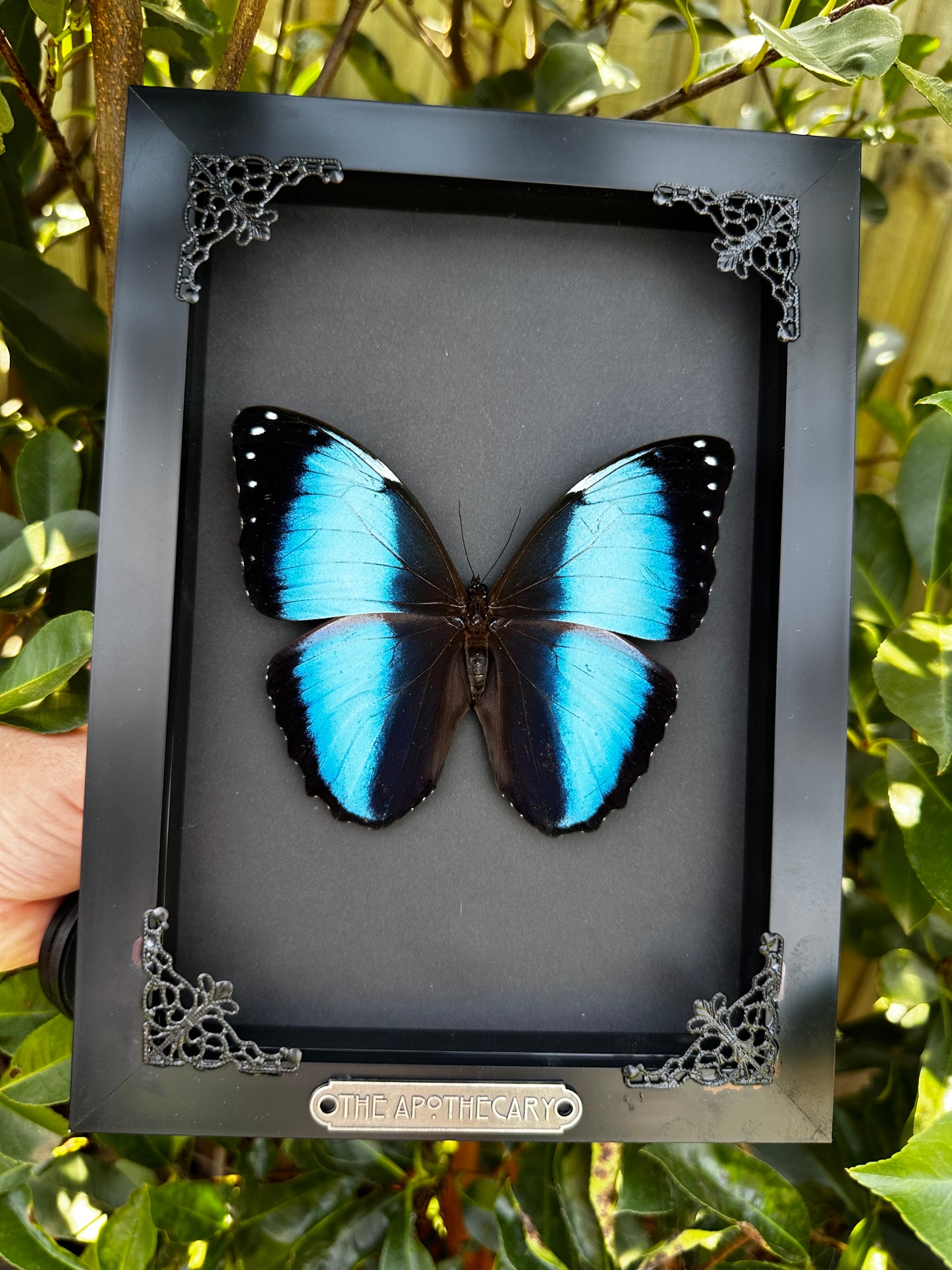 Morpho Achilles