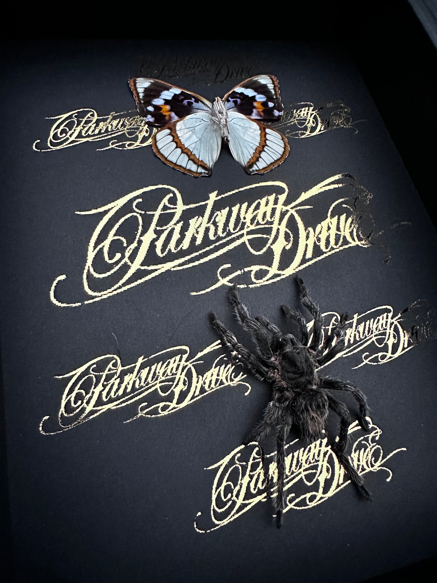 Parkway Drive Frame