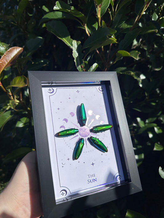 Chrysochroa fulminans