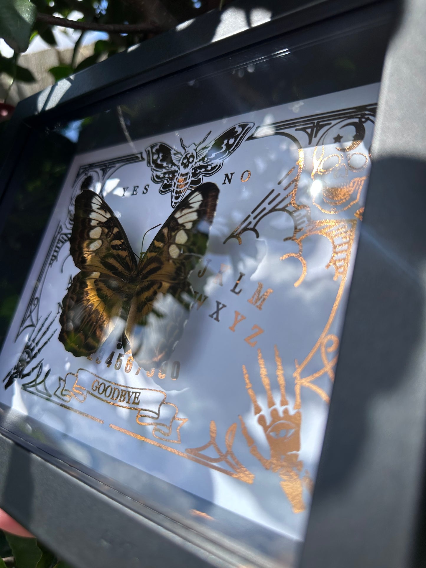 Framed Parthenos Sylvia Brunnea