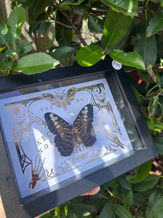Framed Parthenos Sylvia Brunnea