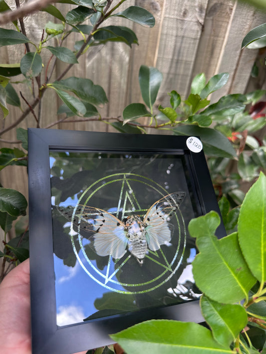 White Ghost Cicada black & white