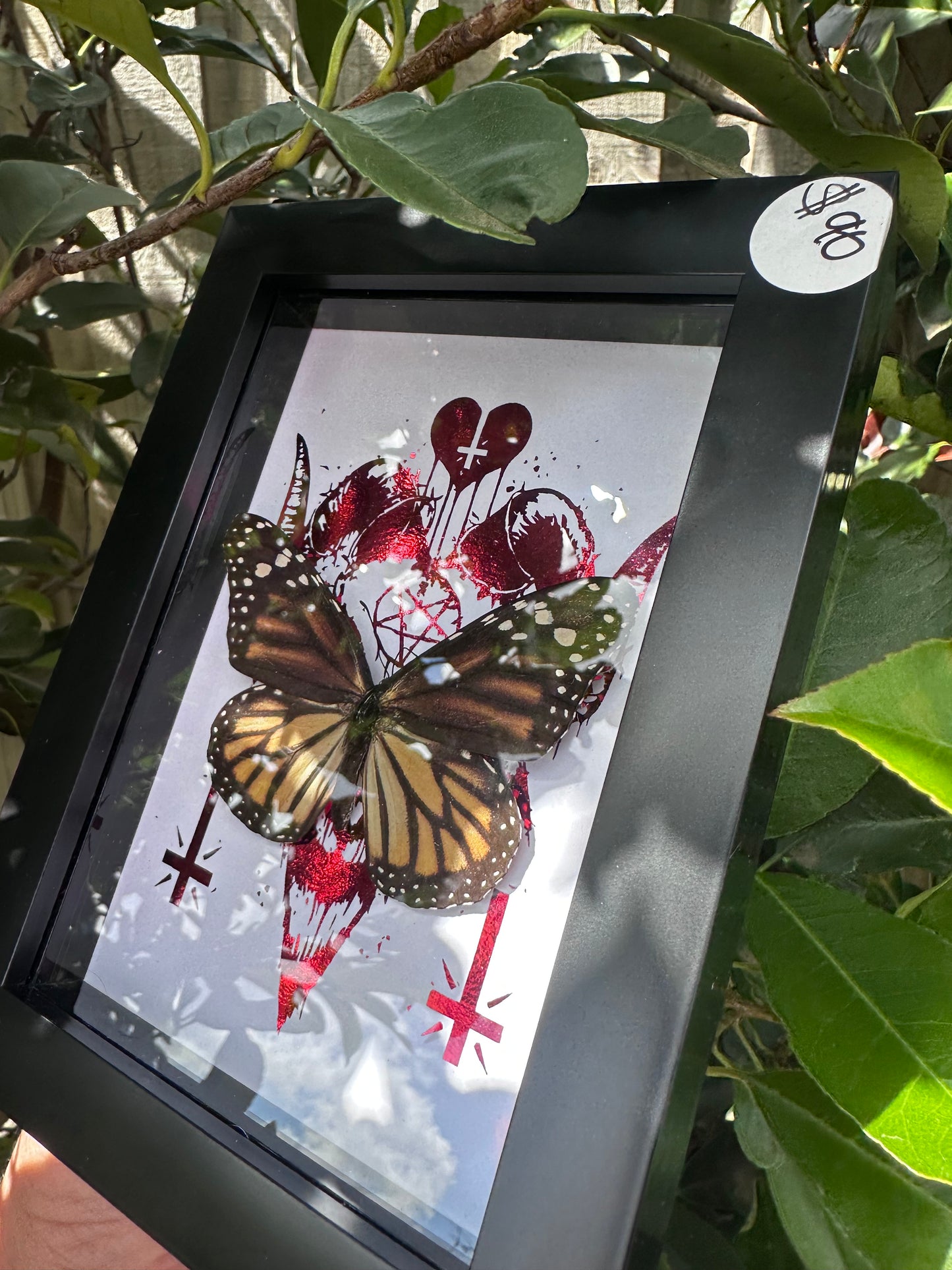 Danaus plexippus/Monarch Butterfly