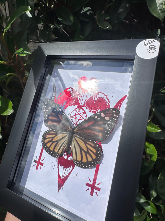 Danaus plexippus/Monarch Butterfly