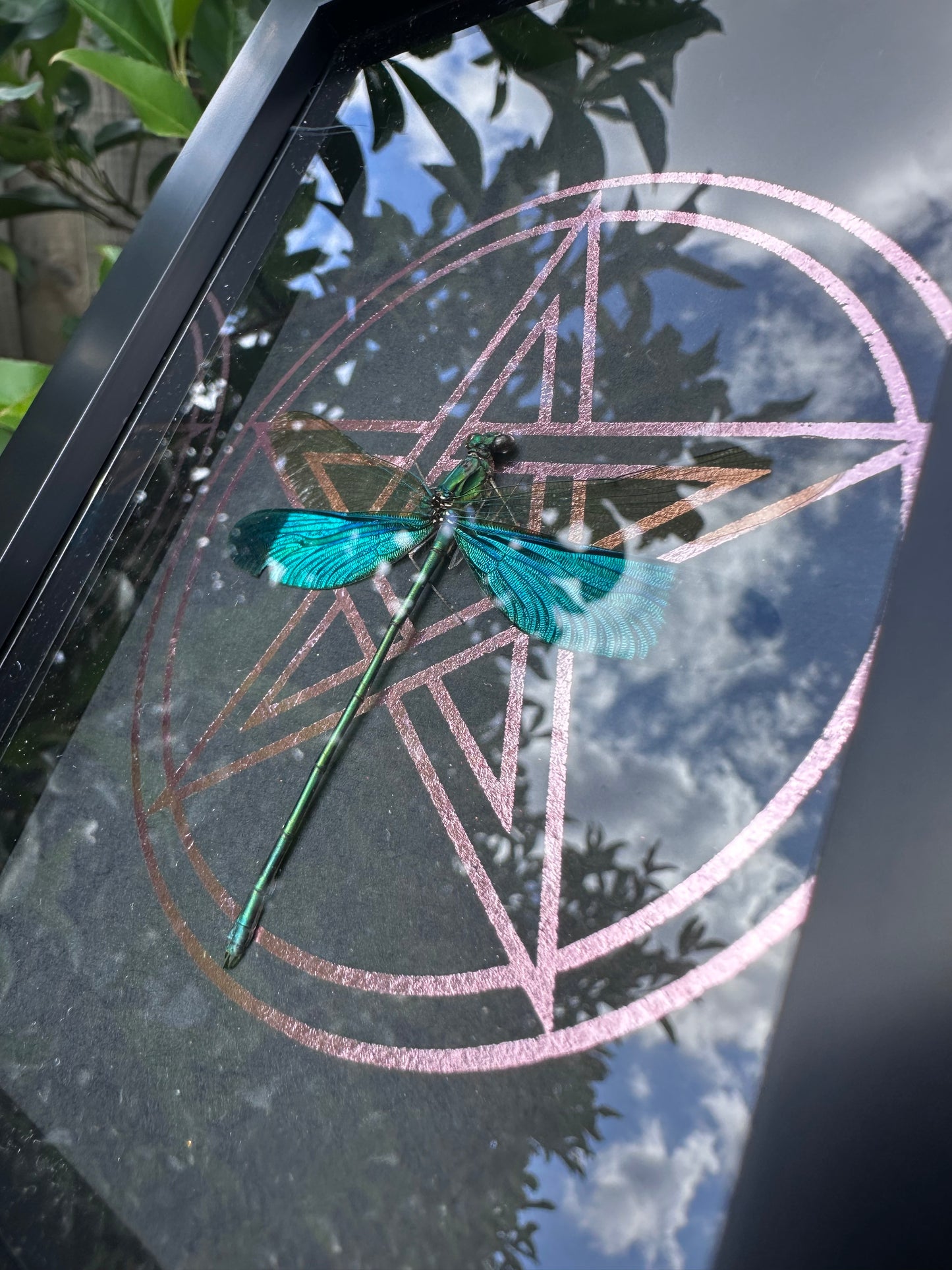 Neurobasis Chinensis (Damselflies)