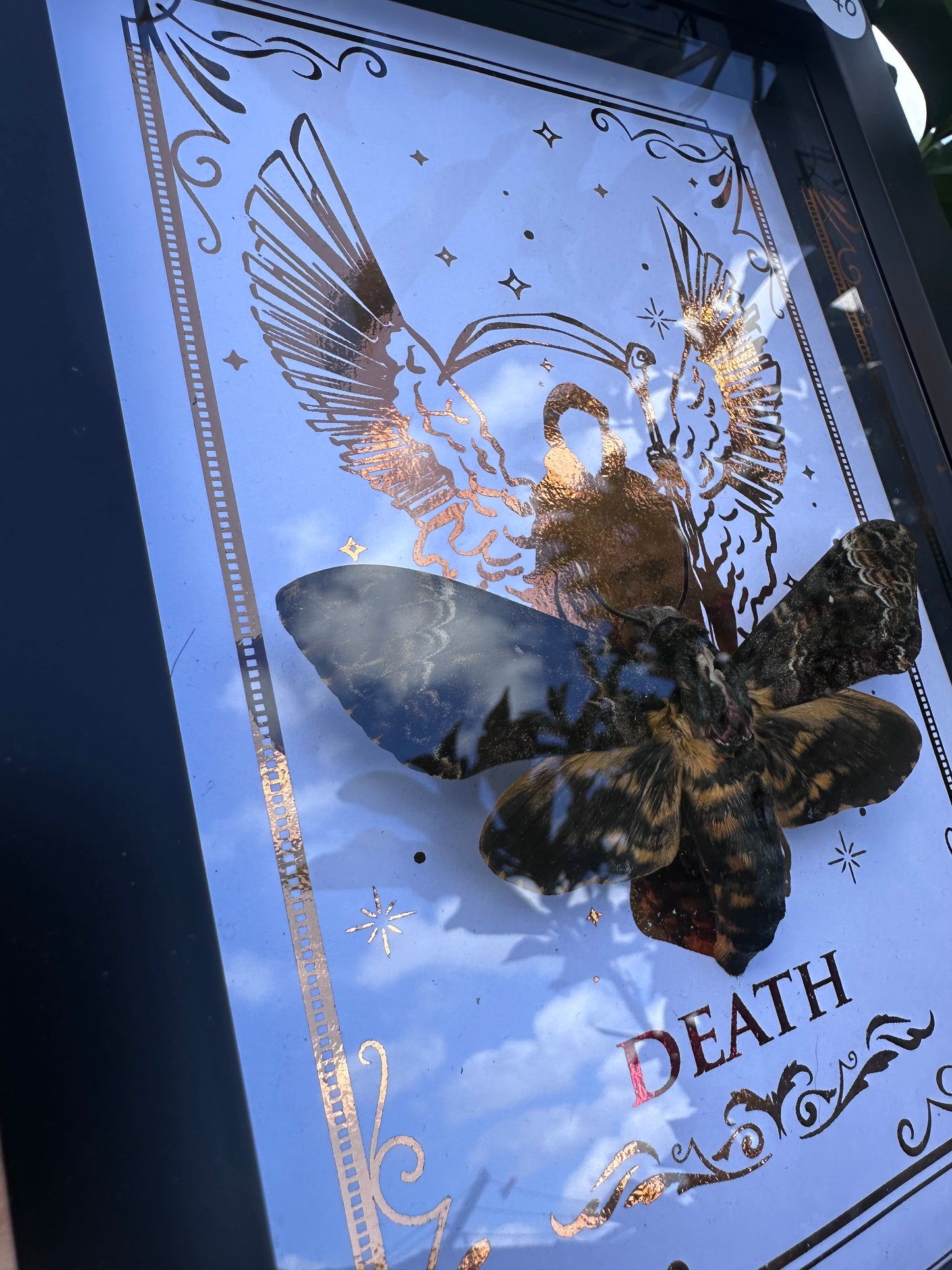 Deaths Head Moth - SleepToken in HERE ;)