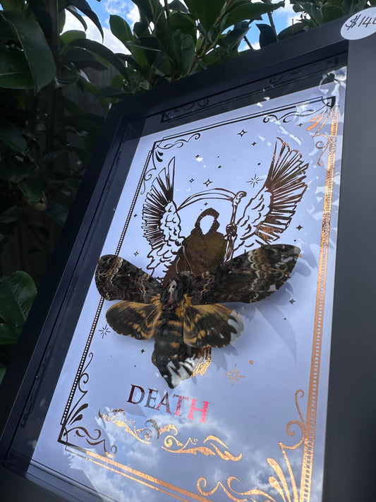 Deaths Head Moth - SleepToken in HERE ;)
