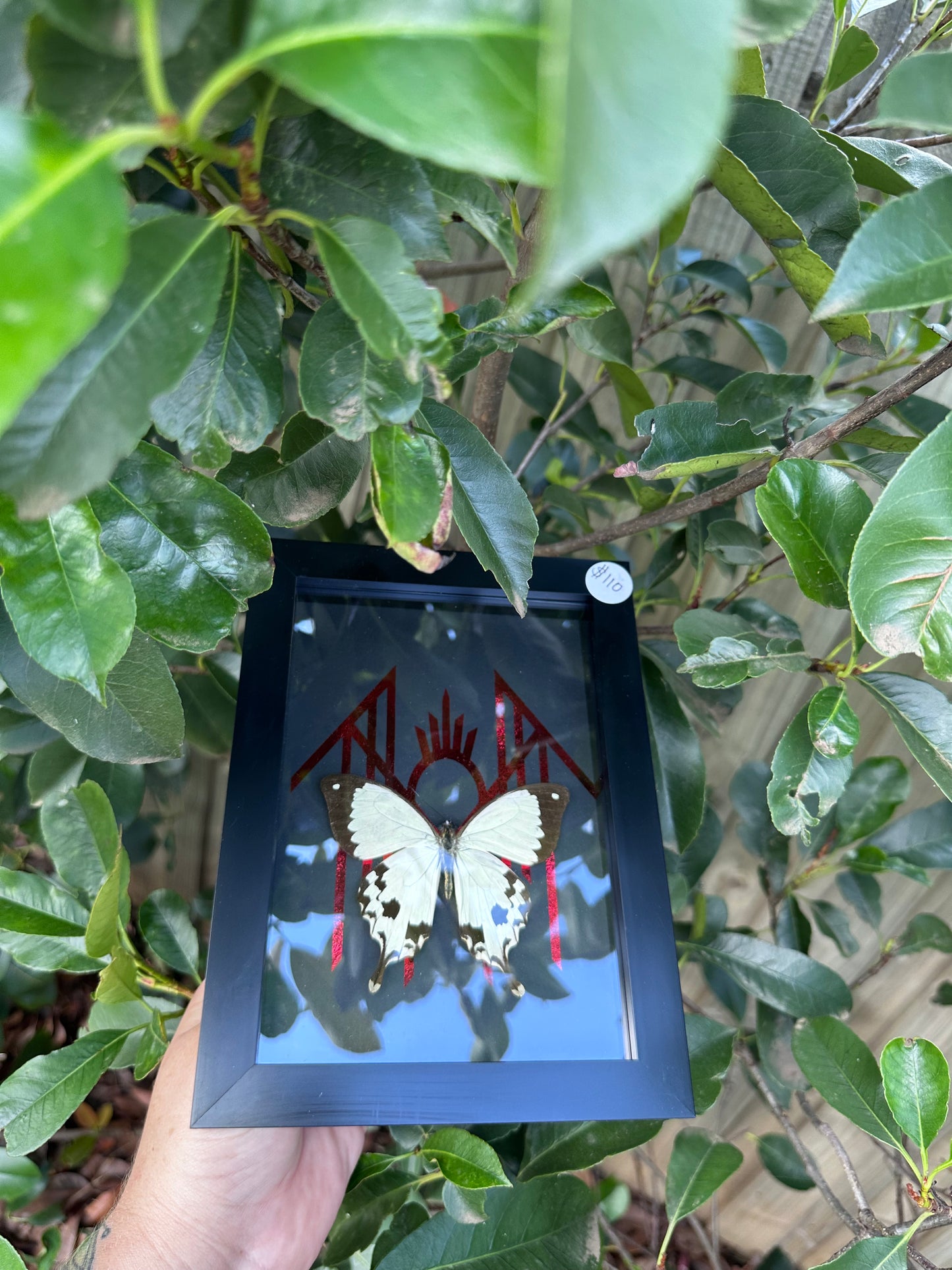 Papilio Dardanus Meriones (Sleep Token in here)