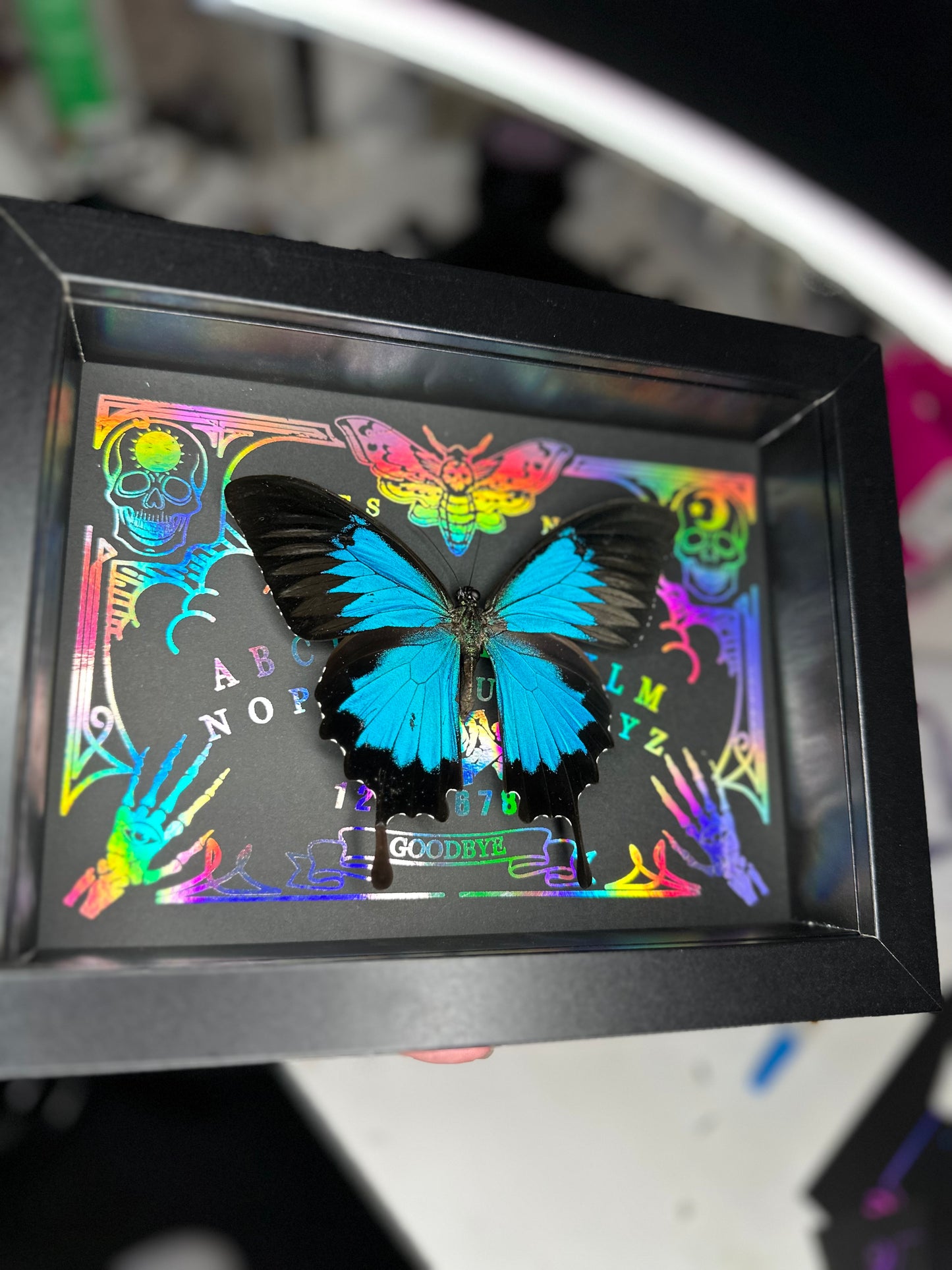 Bright Blue Papilio Ulysses