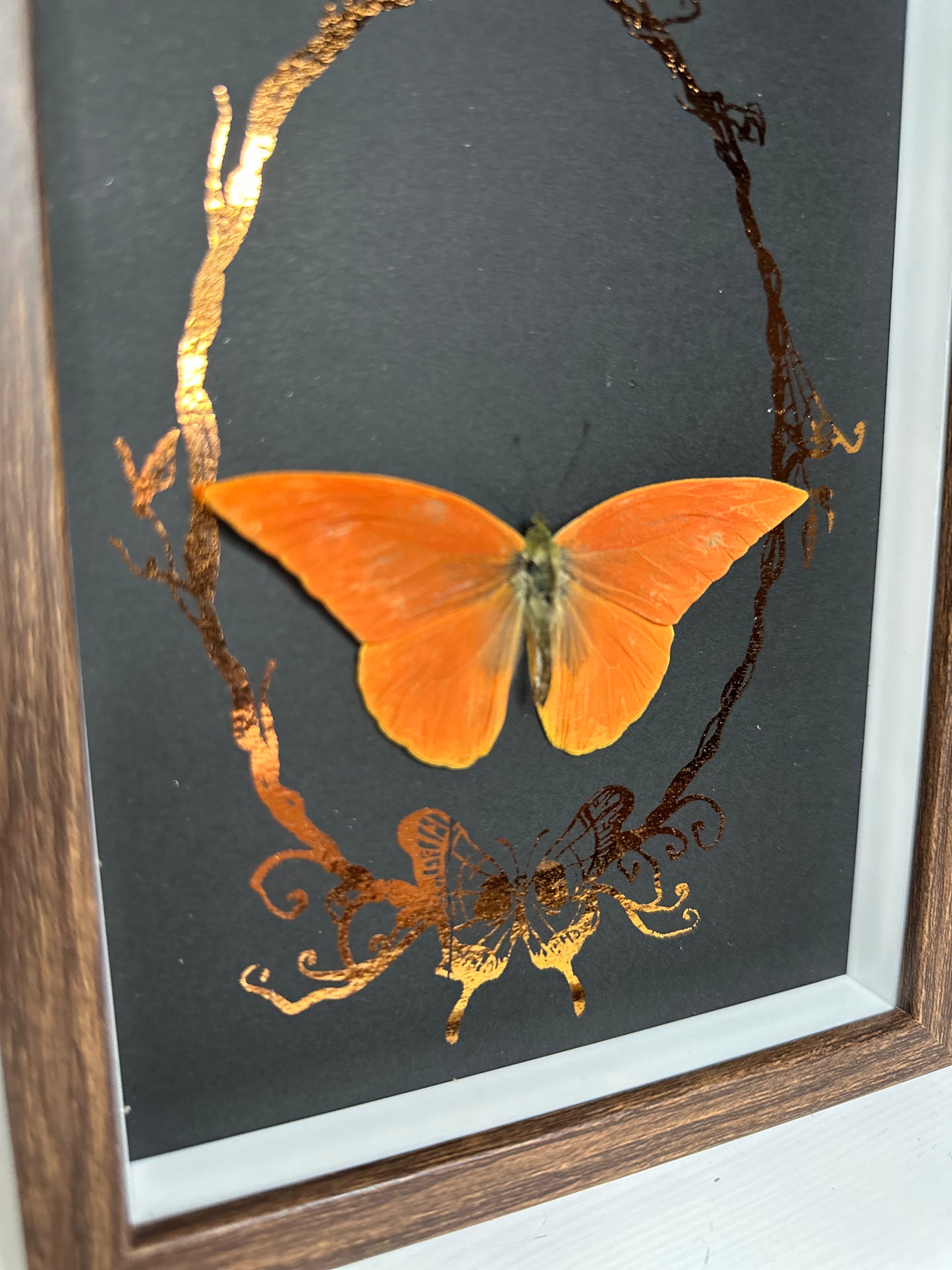 Appias nero zarinda