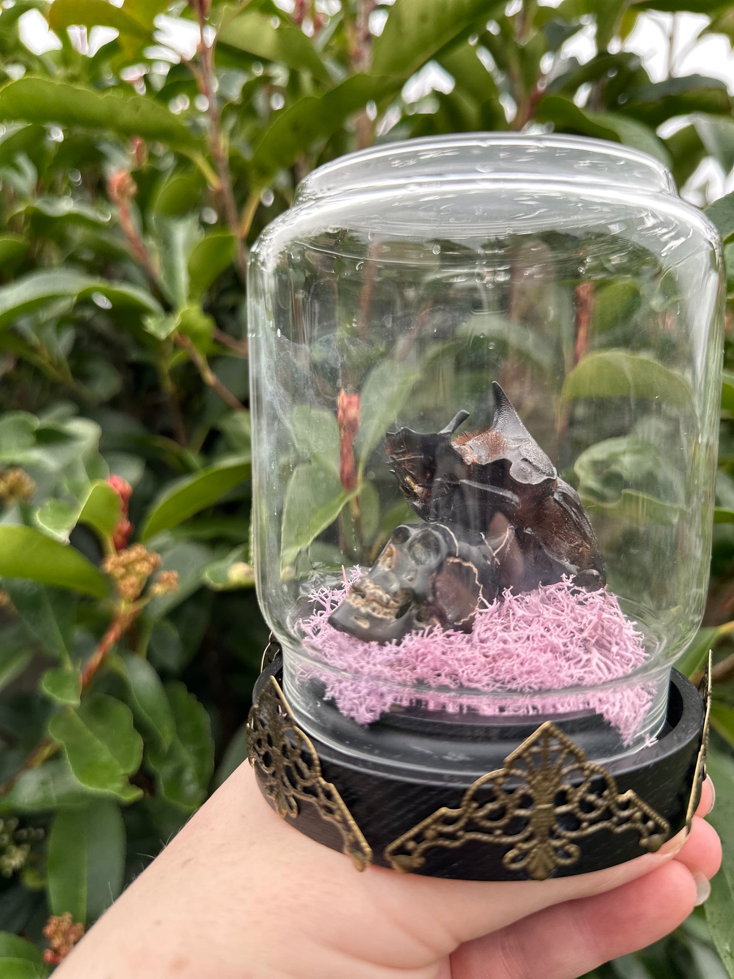 Elephant Dung Beetle in Dome