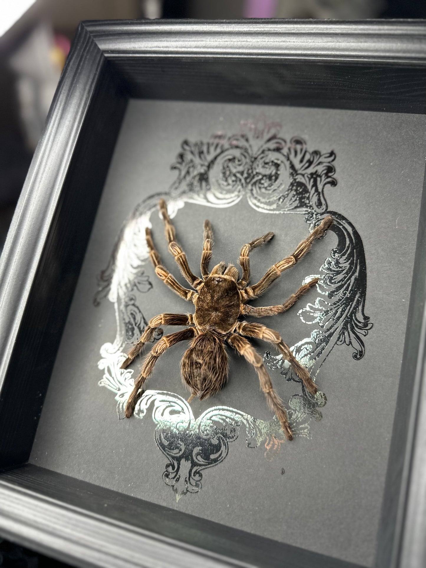 Lasiodorides striatus