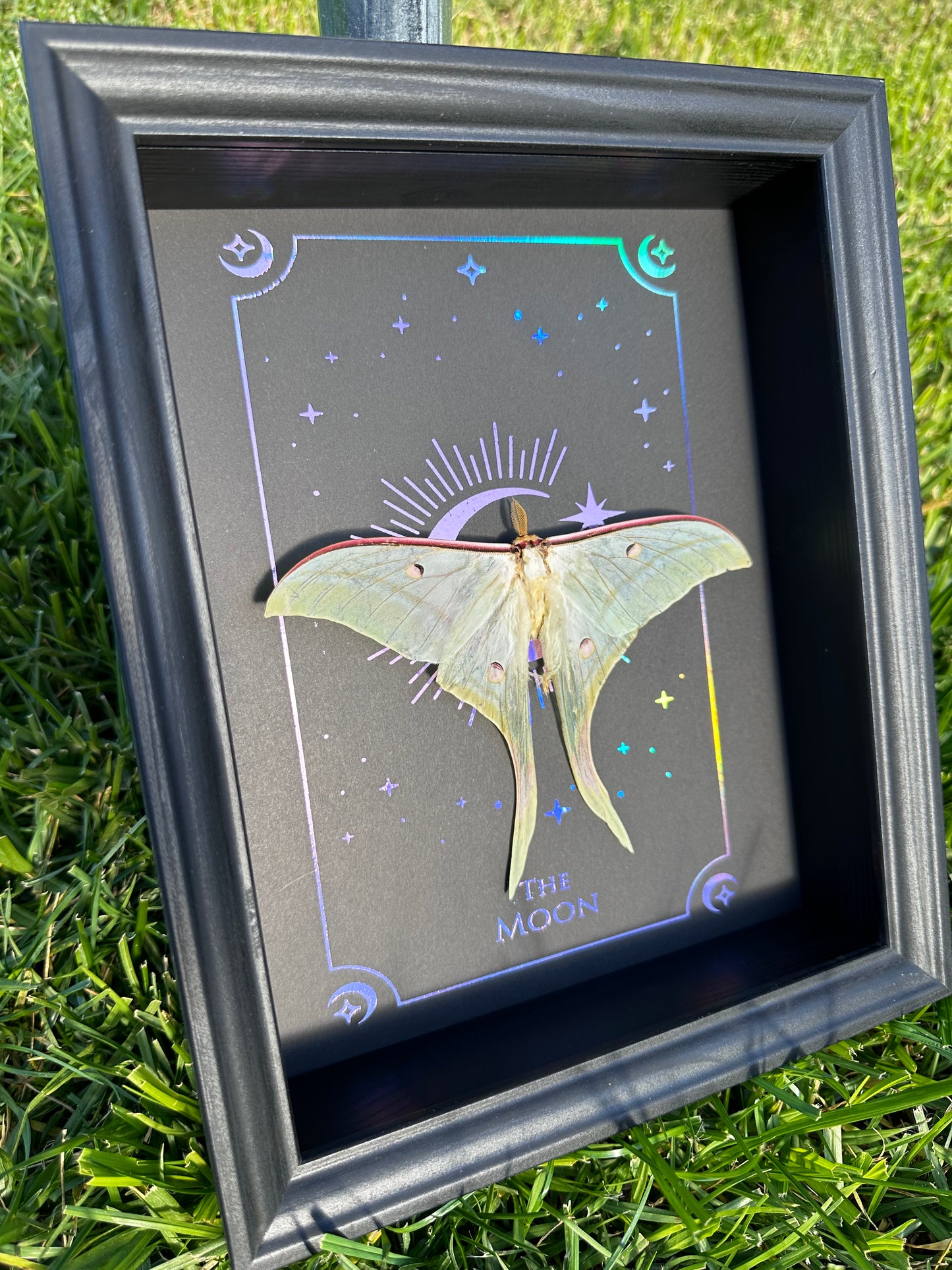Actias Luna Moth