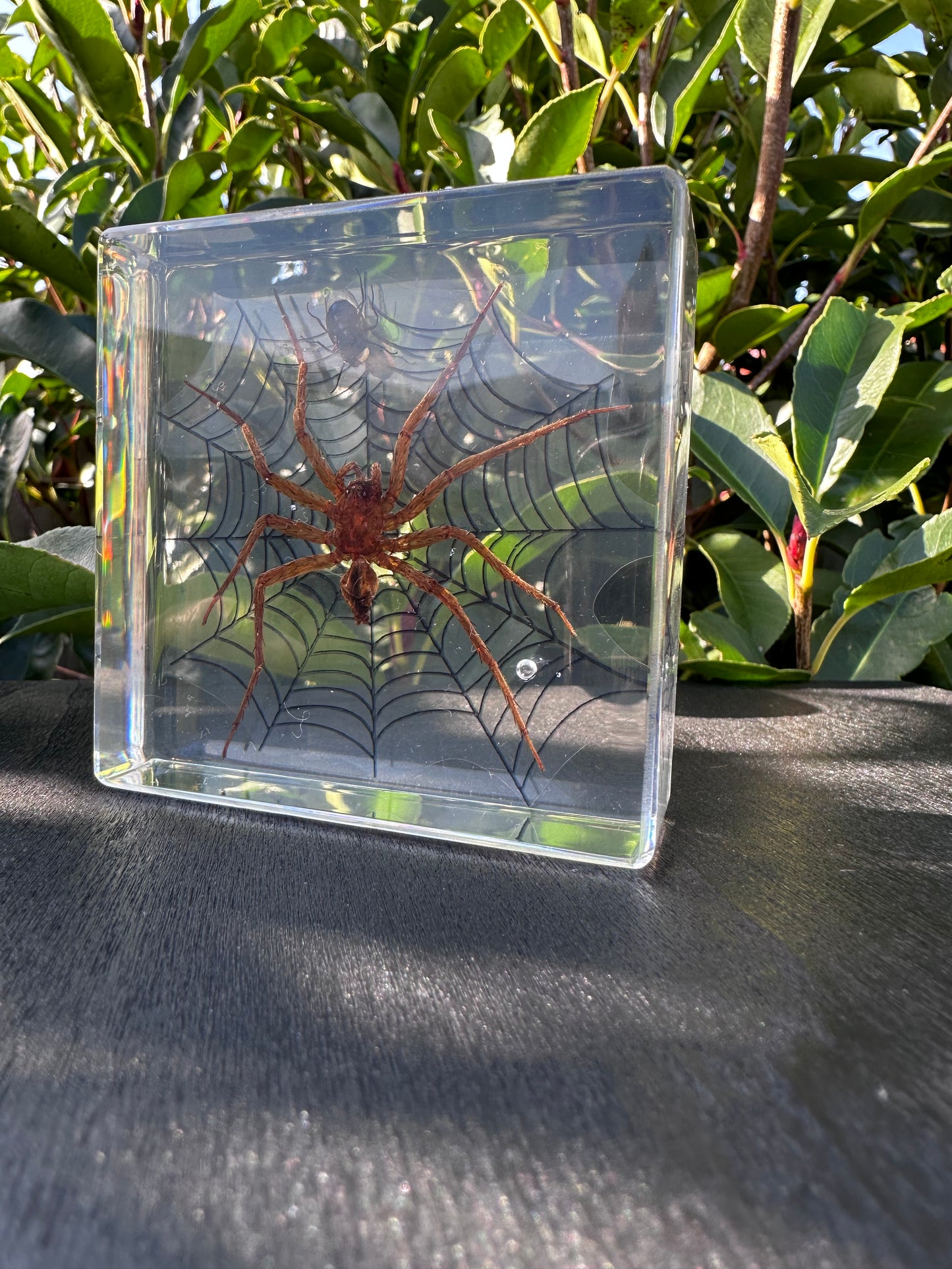 Insects in Resin