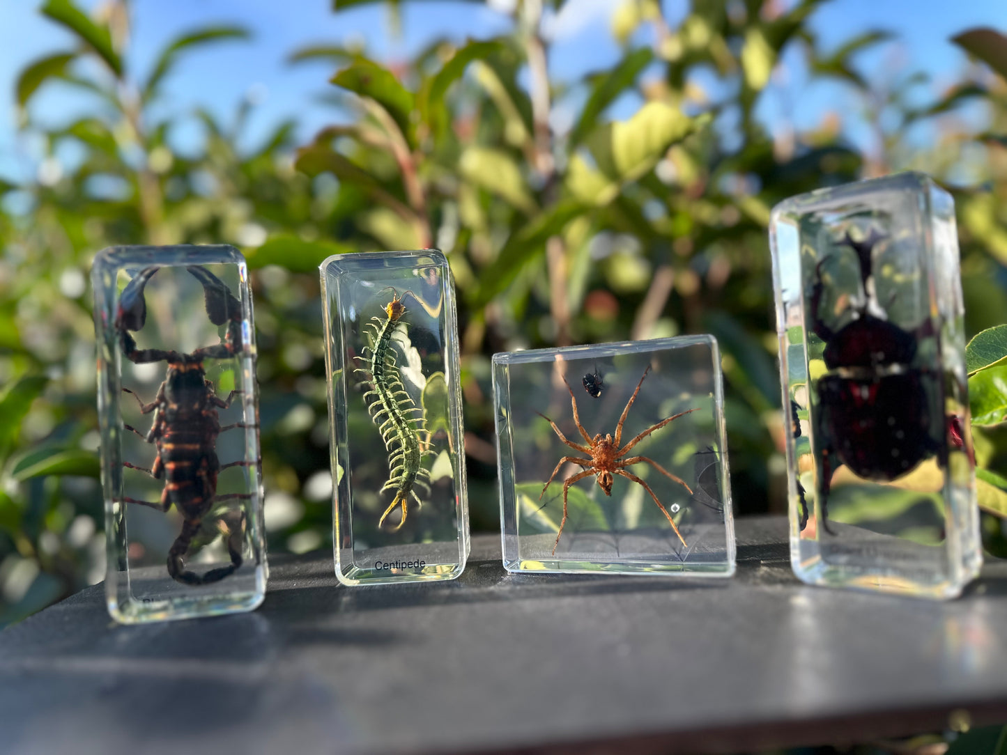 Insects in Resin