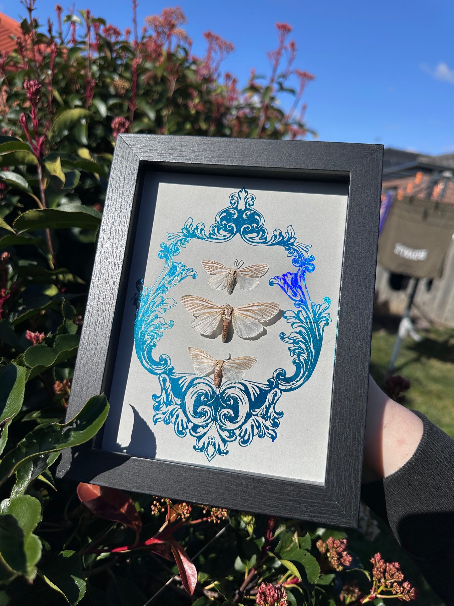 Echo Moth Seirarctia