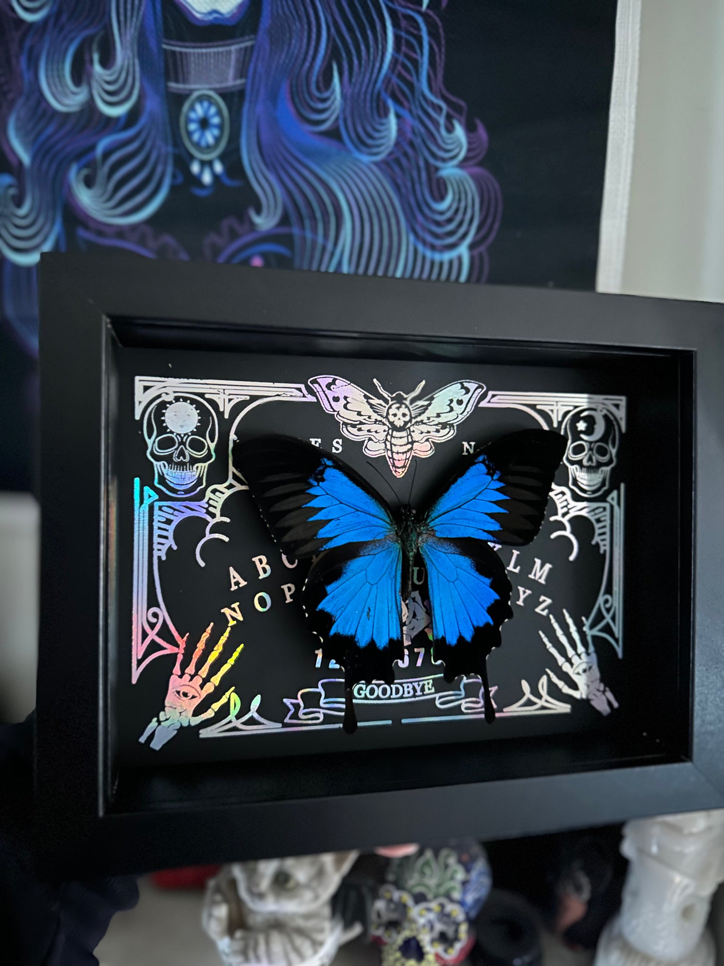 Bright Blue Papilio Ulysses