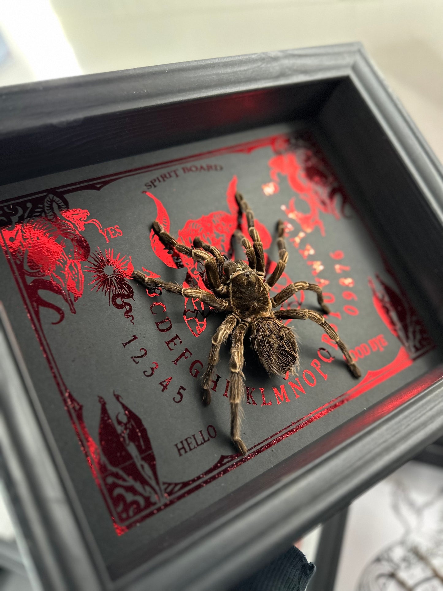 Lasiodorides striatus