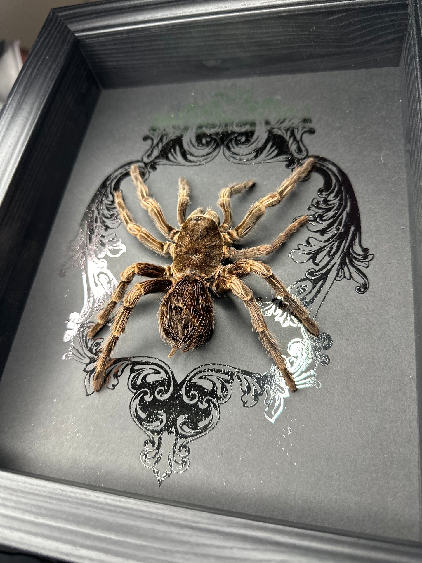 Lasiodorides striatus