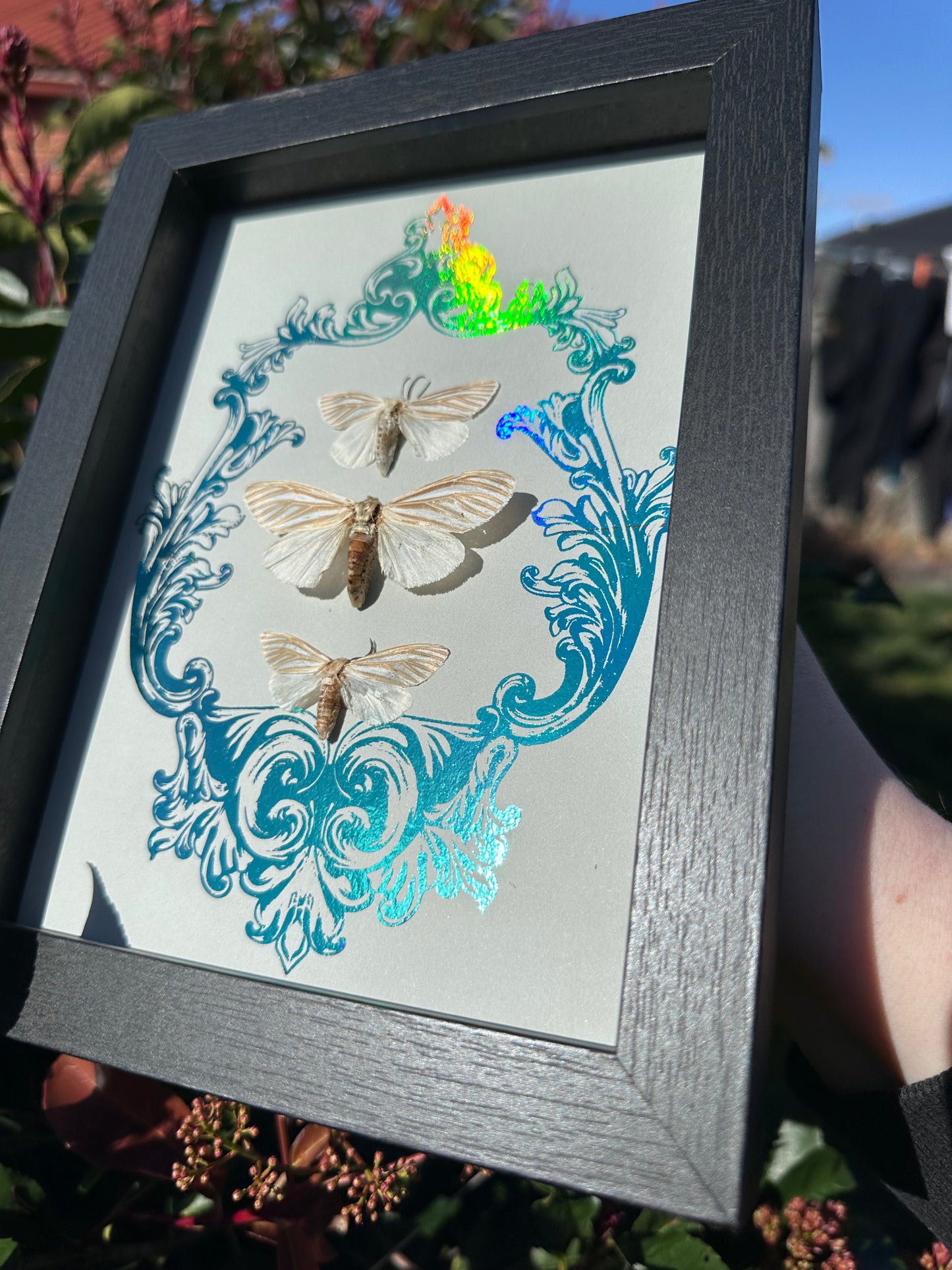 Echo Moth Seirarctia