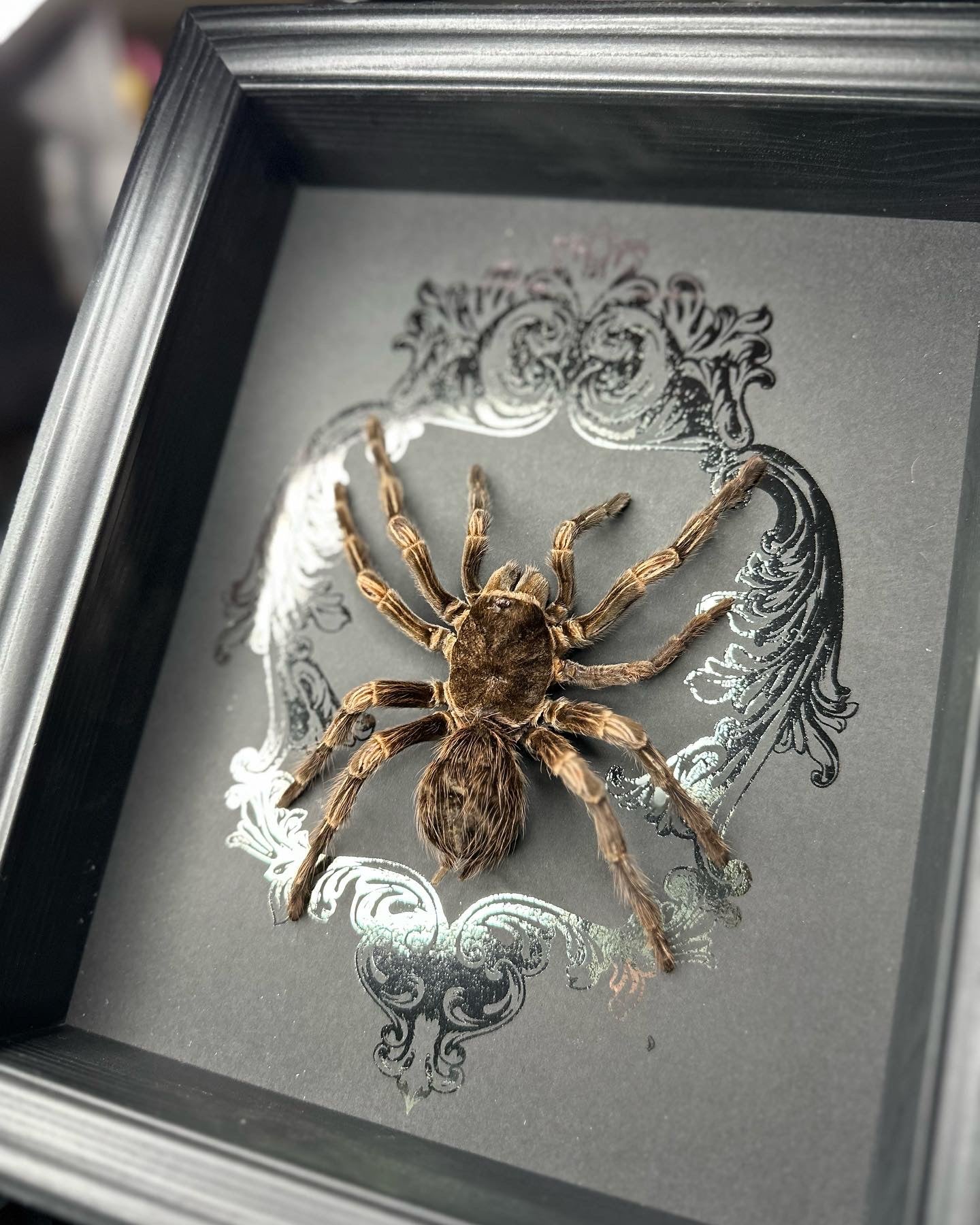 Lasiodorides striatus