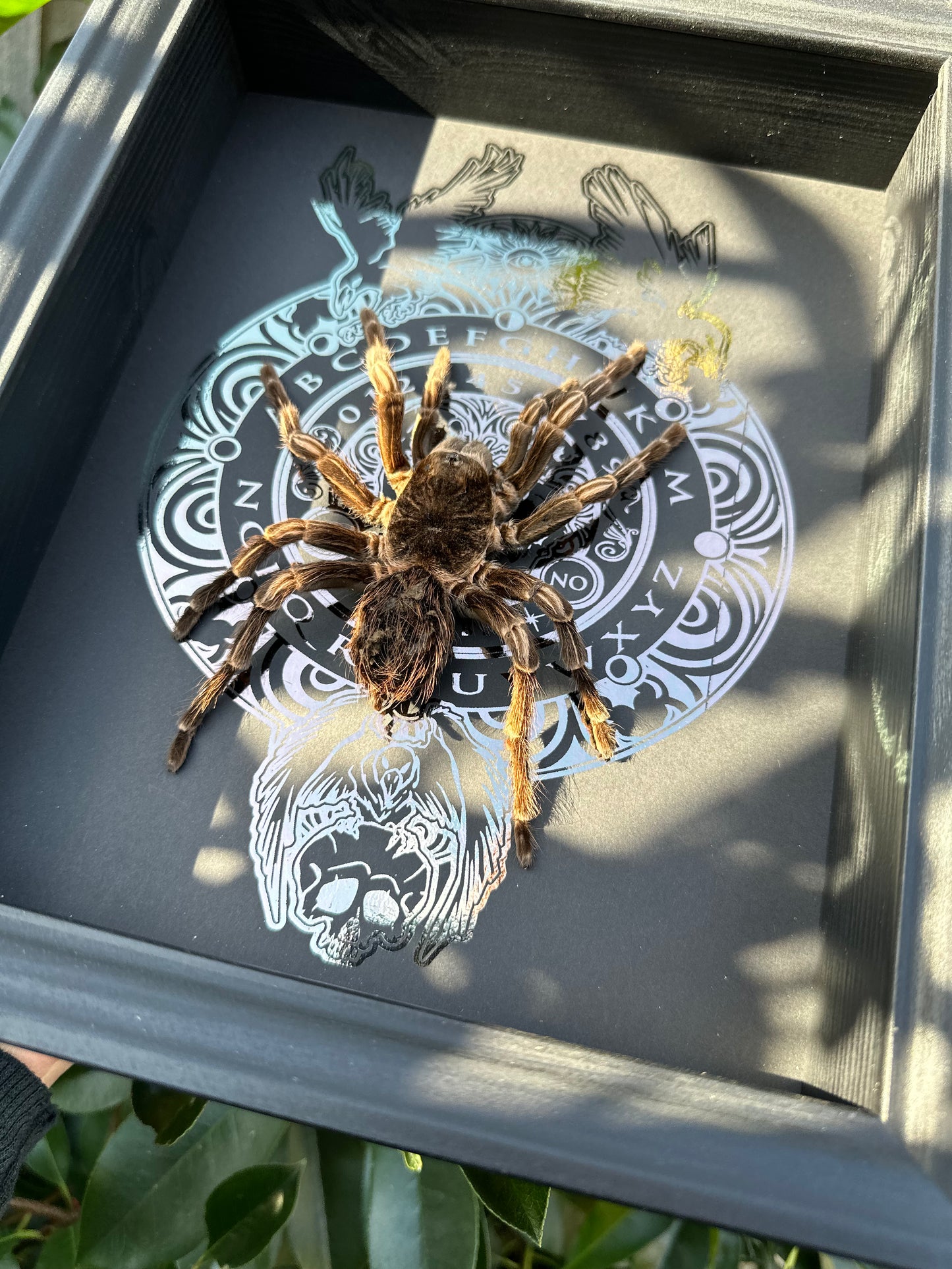Lasiodorides striatus