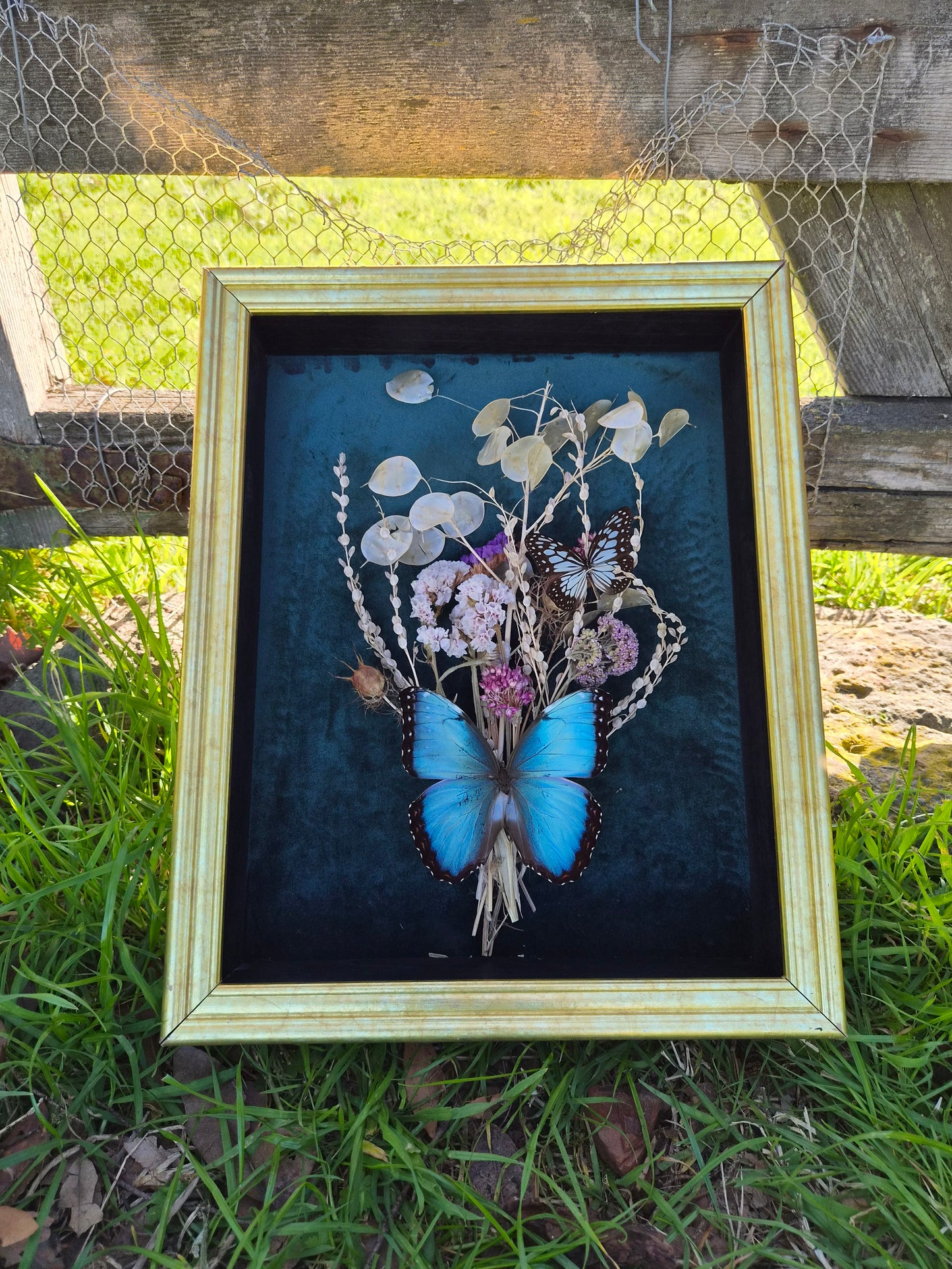Morpho Helanor & Graphium