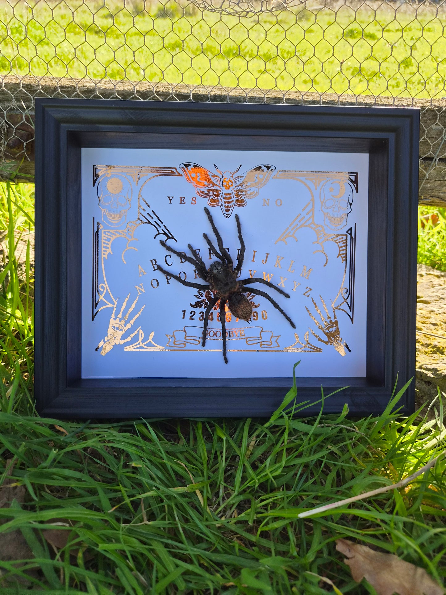 Brachypelma Vagans
