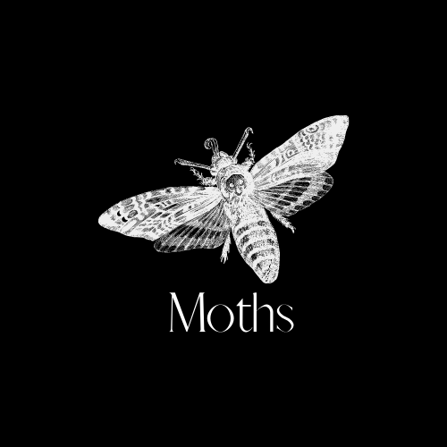 Moths