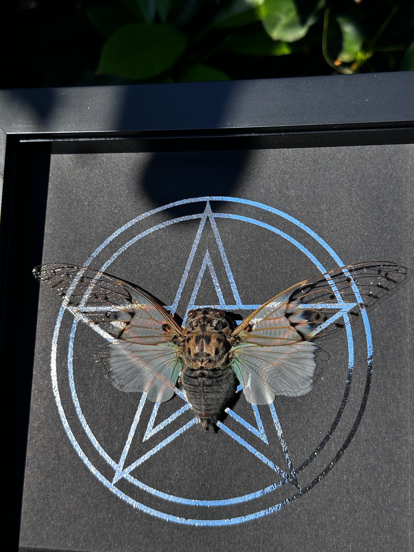 White Ghost Cicada black & white