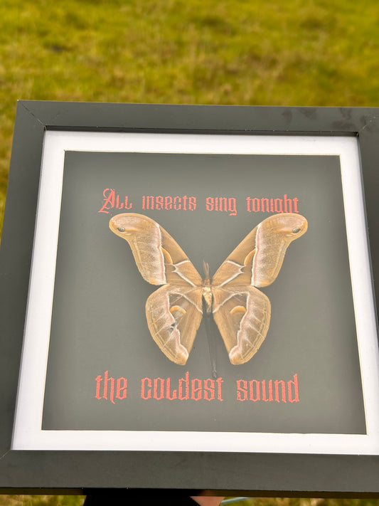 AFI- Silk Moth