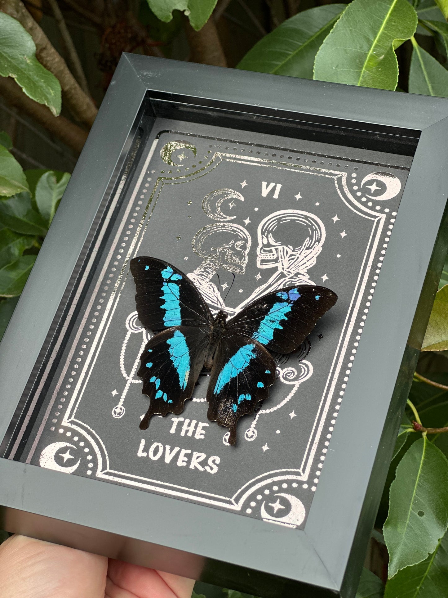 Papilio Oribazus - The Lovers