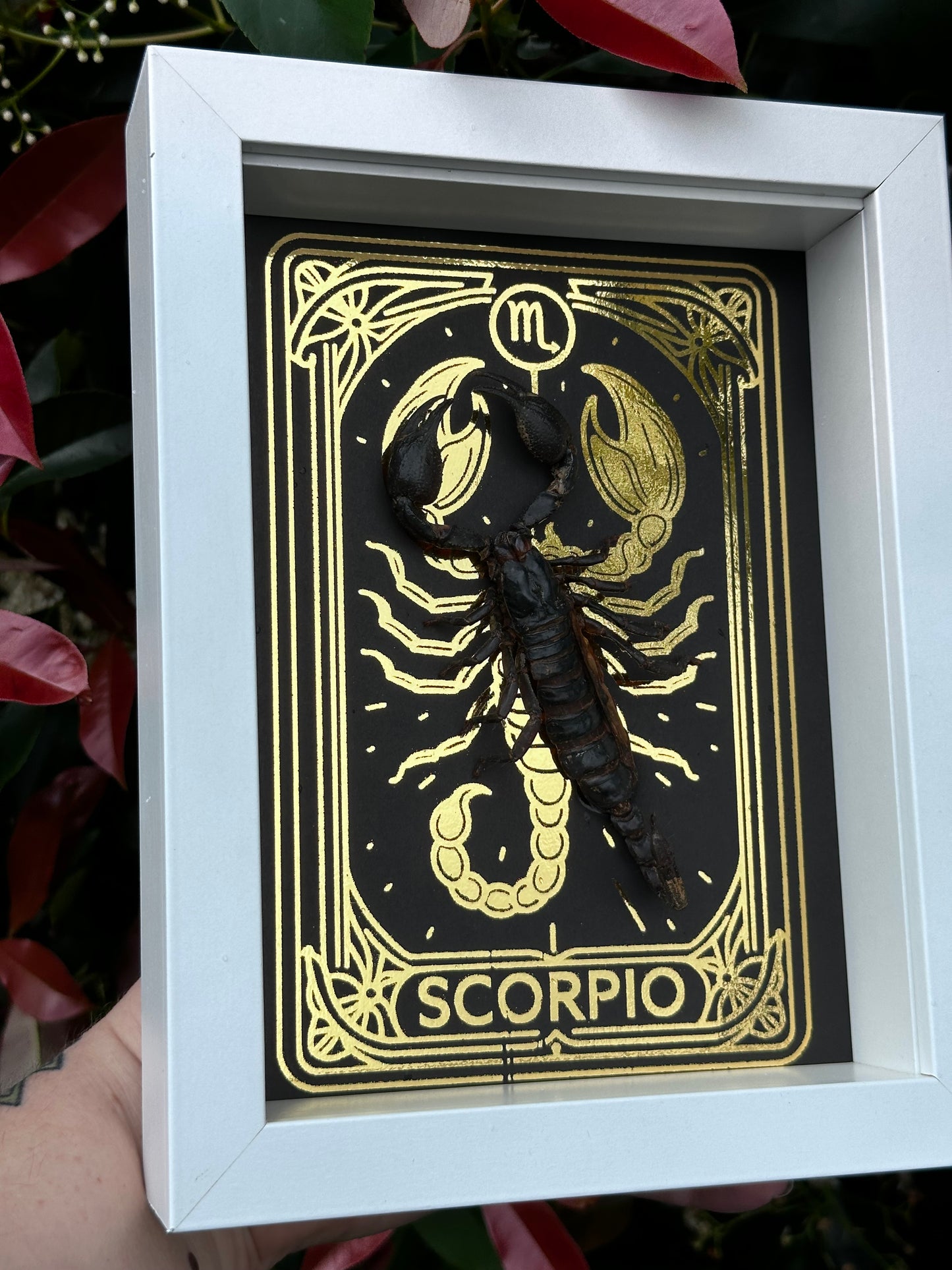 Scorpio ♏️