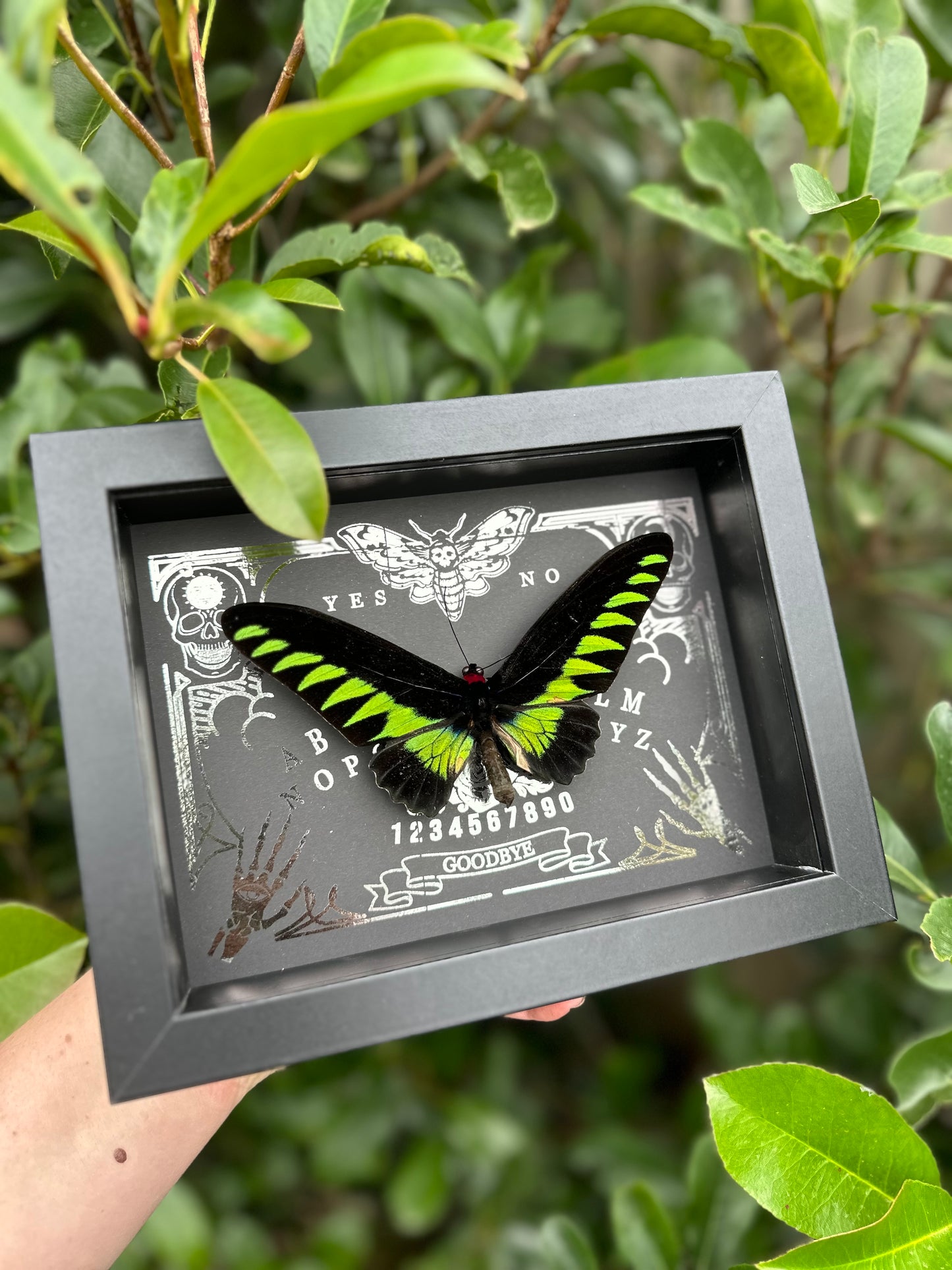 Papilio brookiana (Raja Birdwing)